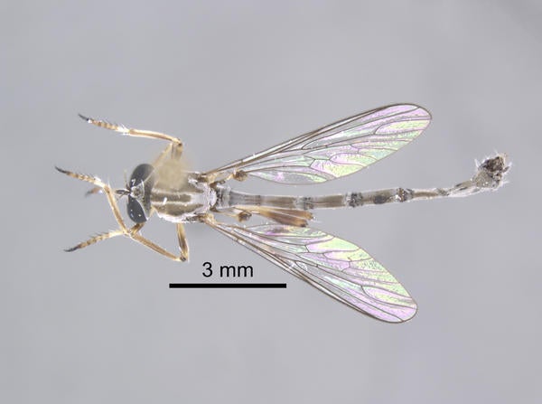 Tipulogaster kondratieffi Carr dorsal