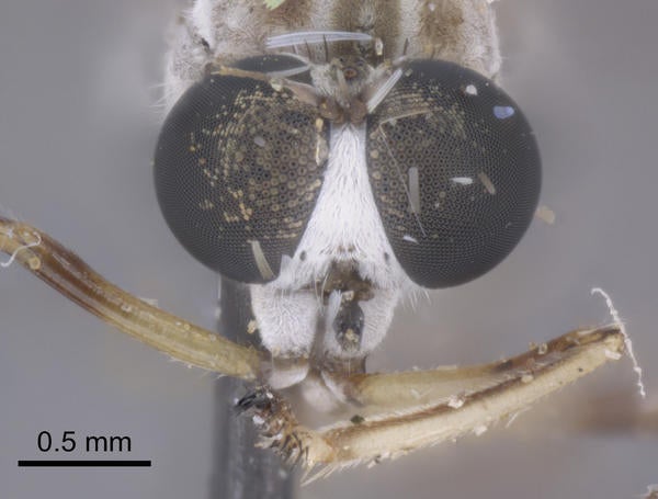 Tipulogaster kondratieffi Carr head