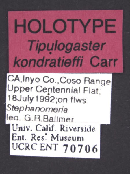 Tipulogaster kondratieffi Carr label