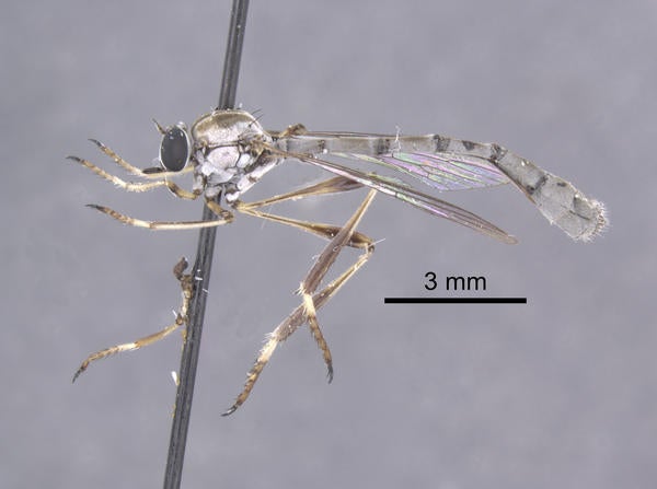 Tipulogaster kondratieffi Carr lateral