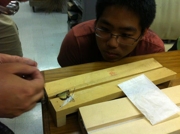 Students being taught techniques for specimen preparation