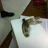 Specimen preparation
