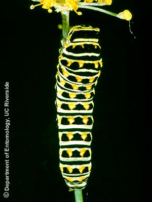 yellow-caterpillar.jpg