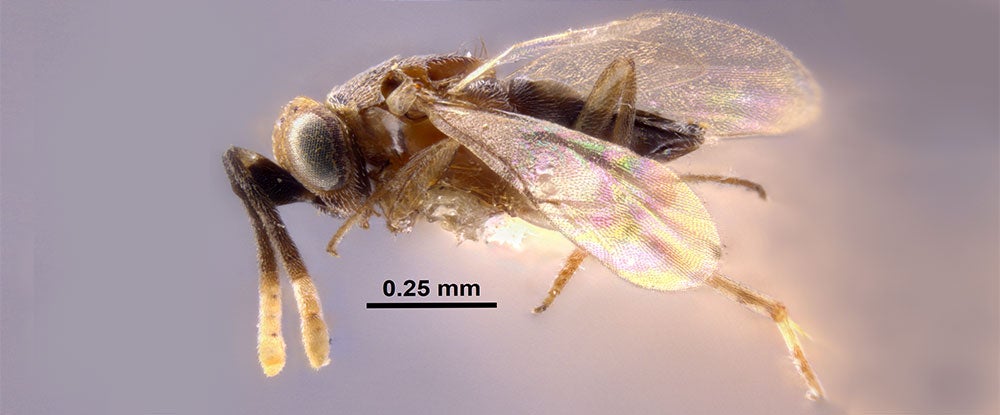 Anagyrus putonophilus lateral image
