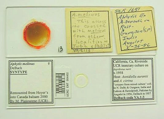 bar code change Syntype slides of Aphytis melinus DeBach before and after remounting