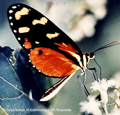 Butterfly Butterfly