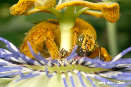 Carpenter Bee Carpenter Bee