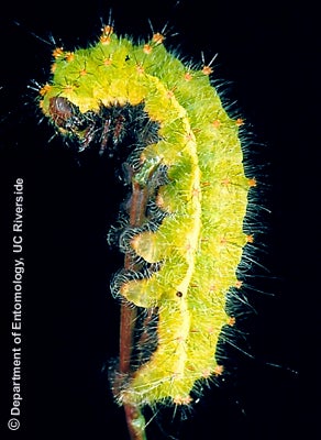 caterpillar-2.jpg caterpillar-2.jpg