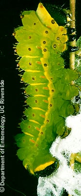 caterpillar-5.jpg