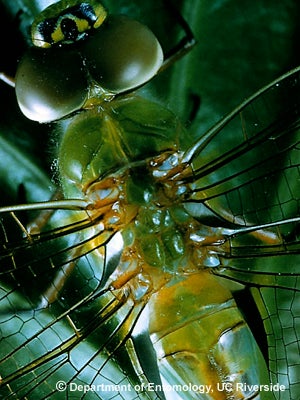 dragonfly-head-thorax.jpg dragonfly-head-thorax.jpg