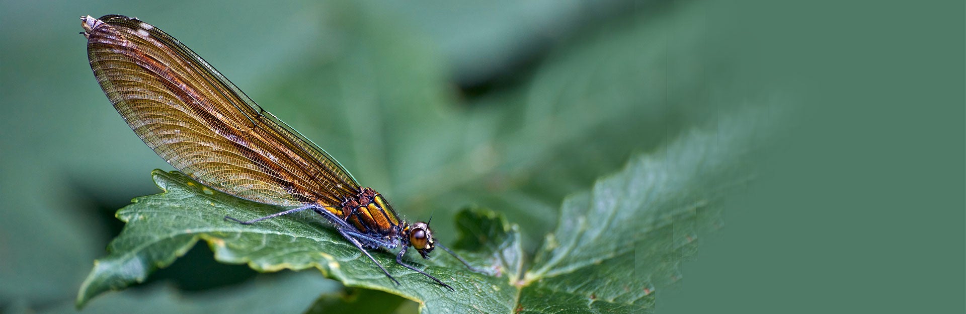 dragonfly on a leaf (c) Wolfgang Hasselmann