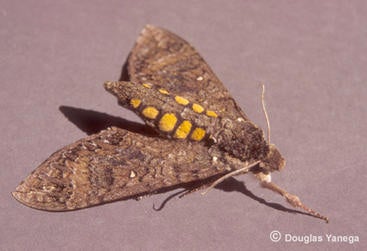 Manduca Sexta Manduca Sexta