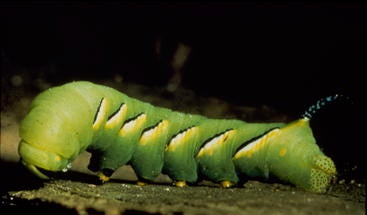 manduca_sexta_2.jpg manduca_sexta_2.jpg
