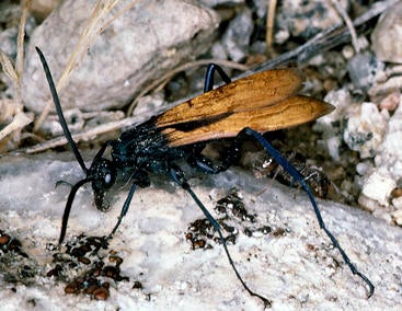 tarantula_hawk.jpg tarantula_hawk.jpg