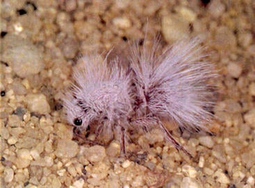 velvet-ant-2.jpg velvet-ant-2.jpg